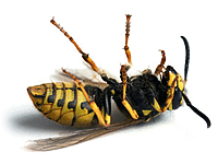 K9 Pest Control Services offers