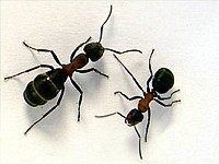 Panama pest control Company offers