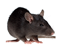 K9 Pest Control Services 0 sales India