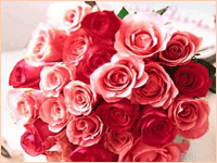 www.cakesnflowers.com 0 sales India