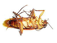 K9 Pest Control Services coupons