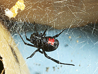 Panama pest control Company coupons