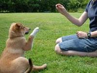 DogSpot 0 sales India