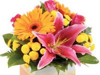 Orchids gallery offers