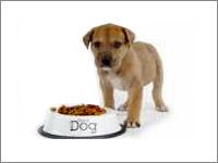 Khushi Pets World offers