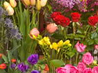 Dil Se offers