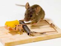 Arvind Pest Control Services offers