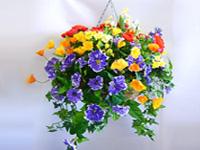 Ferns n Petals 0 sales India