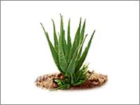 Sheetal Ayurvedic 0 sales India