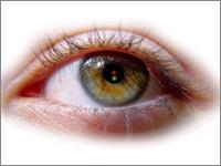 United Fashion Optics coupons