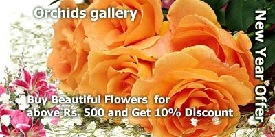 Orchids gallery offers India