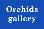 Orchids gallery